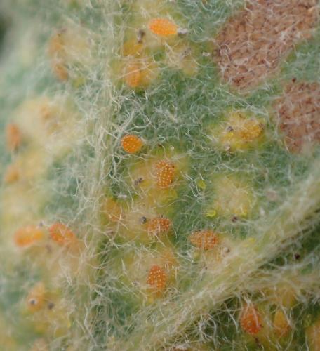 Réf. 259 582 : Phylloxera quercus